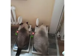 automatic Pet food bowl cover
