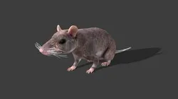 Game-Ready Brown Rat Rigged - Idle Animation