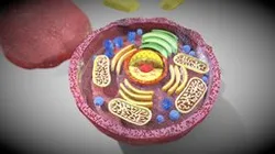 3D Plasma cell