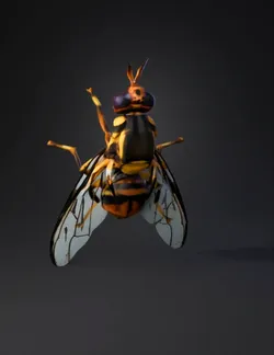 hoverfly with yellow and black abdomen transparent wings large eyes