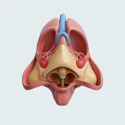 Educational Aids STL Download - Anatomia da cavidade nasal e seios paranasaisby Cahdesigner