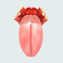 Educational Aids STL Download - Modelo Anatômico da Língua Humana - Didático e Realistaby Cahdesigner