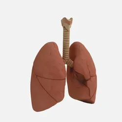 Educational Aids STL Download - Modelo Anatômico: Pulmões e Traqueiaby Cahdesigner