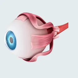 Educational Aids STL تنزيل - Modelo Anatômico do Olho Humano e Músculos Externos - Cahdesigner