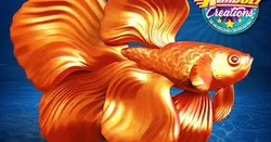 Beta Fish