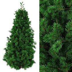 Juniper