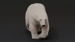 Polar bear