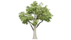 South African Mopane Tree