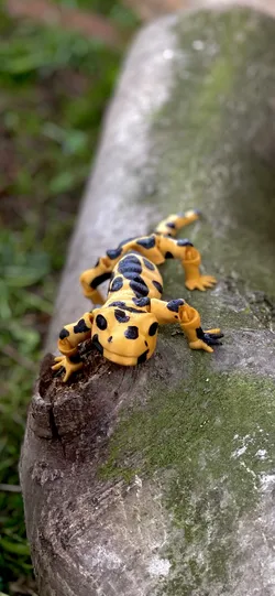 Flexi Salamander