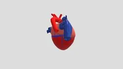 Human heart
