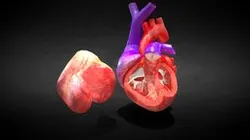 3D Animated Heart Anatomy with Cross-section