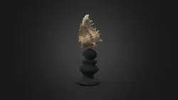 Decorative Sea Shell