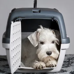 Pet transport box replacement parts