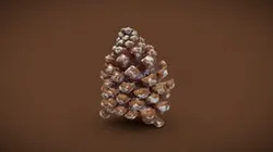Pine_Cone_A
