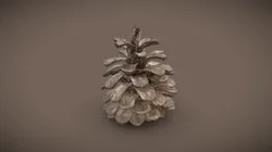Pine_Cone_B