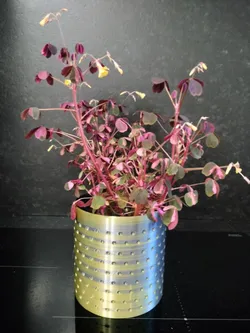 Cache pot fleurs