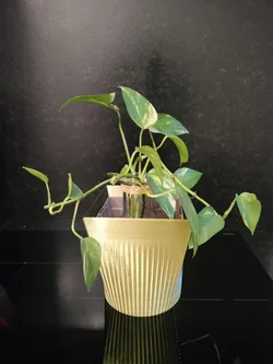 Cache pot fleurs