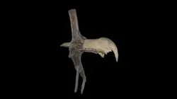 Horse, mandible