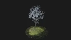 NeRF Tree
