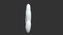 Polymorphina thouini (206507)