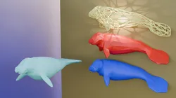 Wall Manatee