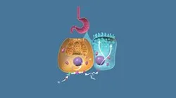 Antisecretory Agents