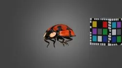 CC0 カメノコテントウ 🐞 Kamenoko Lady Beetle