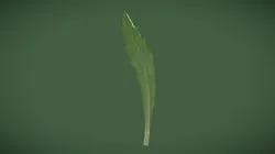 Grass leaf