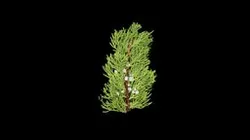 Juniperus chinensis (Chinese juniper)