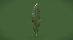 Leaf_B