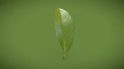 Leaf_C