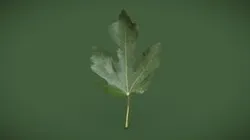 Leaf_D
