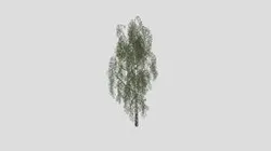 Birch Tree