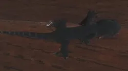 Small Gecko in 3D