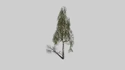 Birch Tree