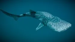 Whale Shark ♀