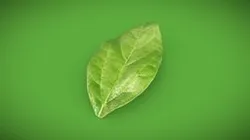 Leaf_A