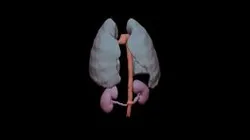 Segmentations (Kidneys, Aorta, Lungs)