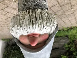 Zwerg