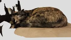 Calico