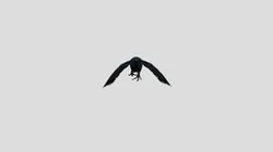 Crow-glb with 30 frame animation