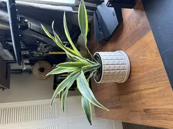 Mid Century Modern Plant Pot with drip tray