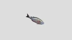 fish