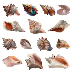 Conch Shell Collection
