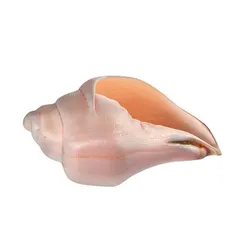 Conch shell v5