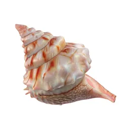 Conch shell v7