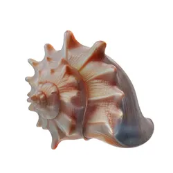 Conch shell v8