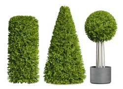 Flanders Bay Trees