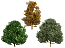 Flemish Linden Tree
