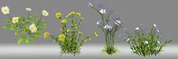 Flower plant shrub
